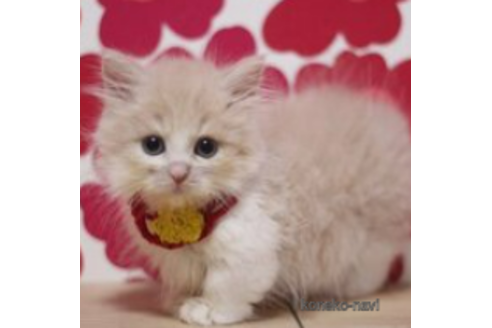 成約済の東京都のマンチカン(短足)-71217の1枚目